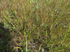 Sporobolus neglectus