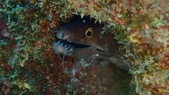 Gymnothorax vicinus