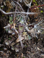 Mannia fragrans