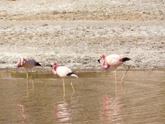 Phoenicoparrus andinus