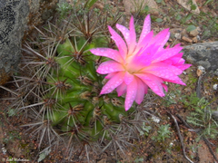 Eriosyce nigrihorrida