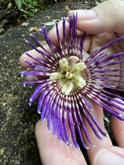 Passiflora laurifolia