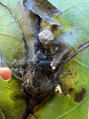 Melikaiella tumifica