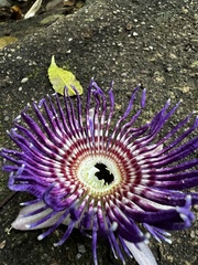Passiflora laurifolia