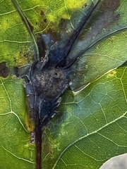 Melikaiella tumifica