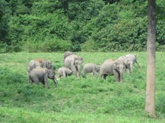 Elephas maximus indicus