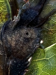 Melikaiella tumifica