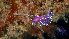 Coryphellina arveloi