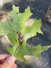 Melikaiella tumifica