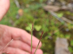 Sporobolus neglectus