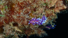 Coryphellina arveloi
