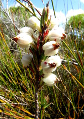 Erica grisbrookii
