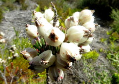 Erica grisbrookii