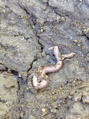 Lumbricus