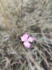Dianthus borbasii