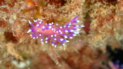 Coryphellina arveloi