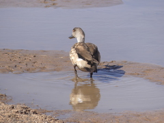 Lophonetta specularioides
