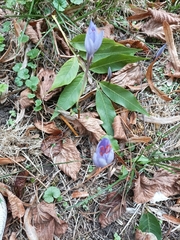 Crocus