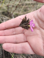 Dianthus borbasii