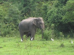Elephas maximus indicus
