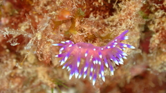 Coryphellina arveloi