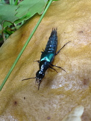 Philonthus caeruleipennis