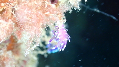 Coryphellina arveloi