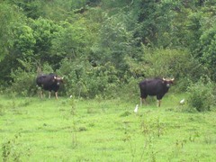 Bos gaurus
