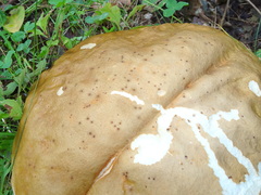 Philonthus caeruleipennis