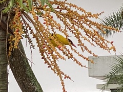 Oriolus chinensis