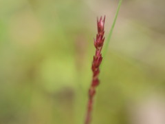 Sporobolus neglectus