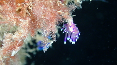 Coryphellina arveloi