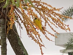 Oriolus chinensis
