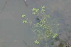 Callitriche palustris
