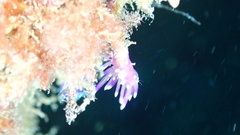 Coryphellina arveloi