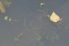 Callitriche palustris