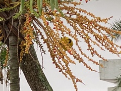 Oriolus chinensis