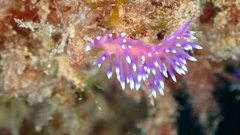 Coryphellina arveloi