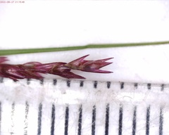 Sporobolus neglectus