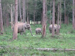 Elephas maximus indicus