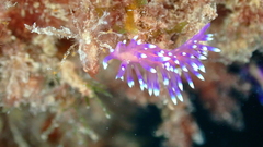 Coryphellina arveloi