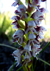 Disa obtusa