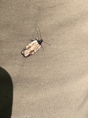 Agonopterix atrodorsella