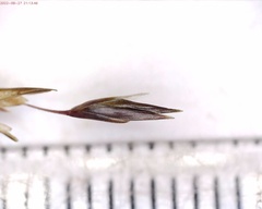 Sporobolus neglectus
