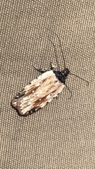 Agonopterix atrodorsella