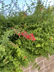 Russelia equisetiformis