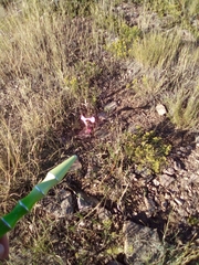 Calochortus gunnisonii
