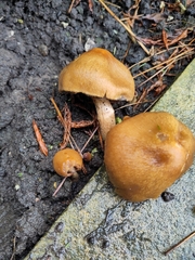 Cortinarius semisanguineus