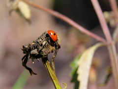 Coccinella quinquepunctata