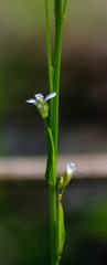 Boechera grahamii
